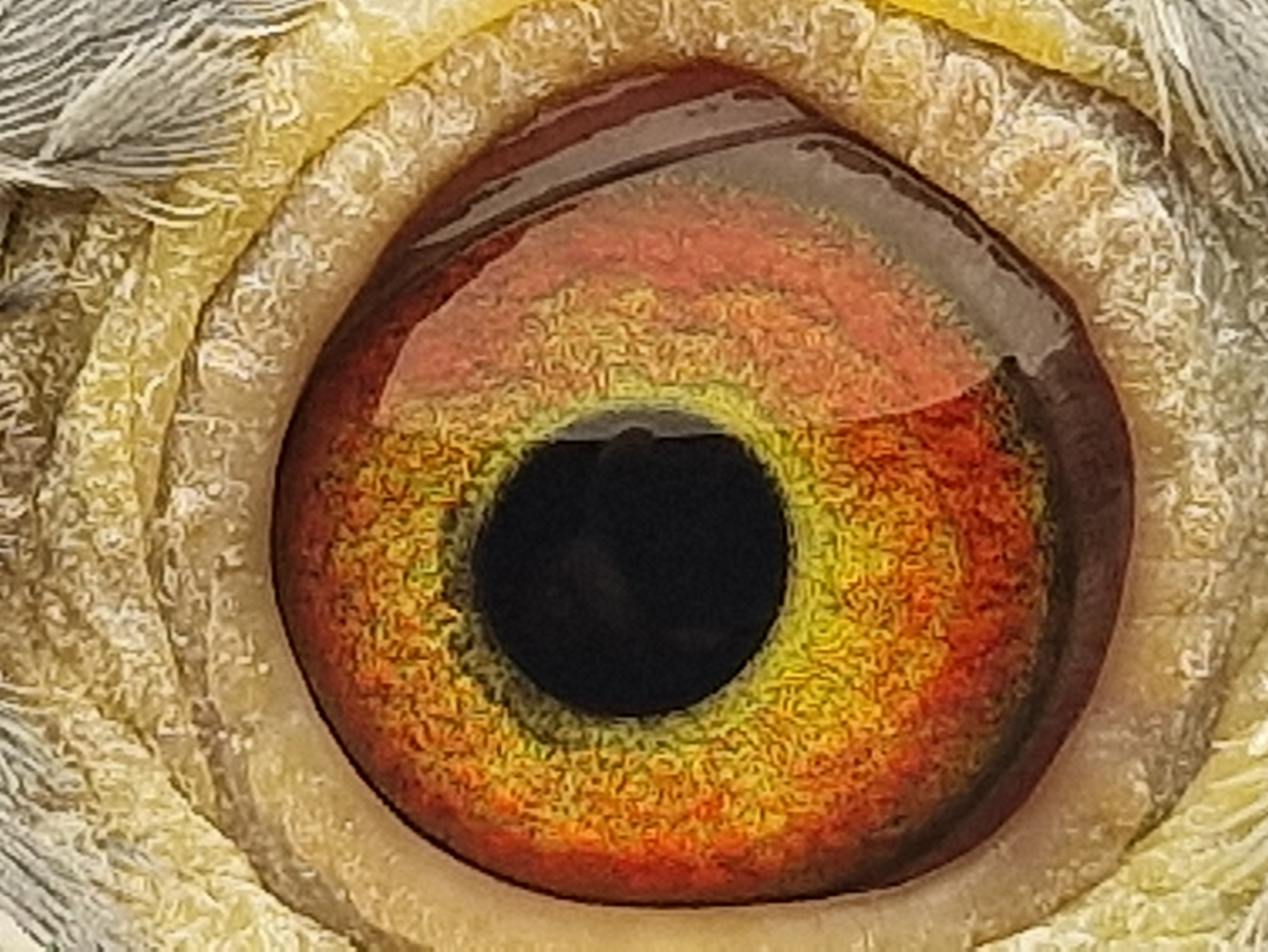 Pigeon eye